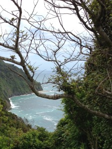 Tree branches provide an intriguing look at New Zaeland's west coast on the Tasman Sea. 