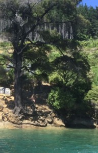 Many New Zealand trees, like this one in a bay on Marlborough Sounds, already have rope swings over water.