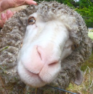 Sheep, like this one at Grasmere Lodge on the Canterbury Plains, aren't shy when auditioning.   (Photo: Sonia Stratte-McClure)