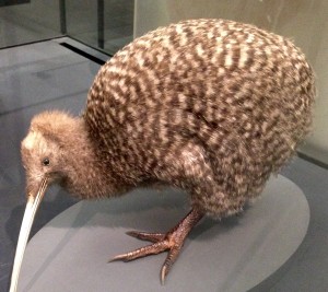 This particularly kiwi reports for work each day at the Auckland Museum.