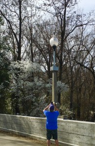 The Idiot is caught from behind by his hiking partner when he stops on the Diestelhorst Bridge to photograph one of many colorful winter-flowering trees on the Sacramento River Trail. (Photo: Leslie Williams Schwerdt)