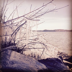 Icicles on branches of a bush on the shores of Lake Champlain. (Photo: Luke Stratte-McClure)