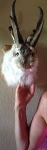 The head of a jackalope, a jackrabbit with antelope horns, is the main feature on the eclectic trophy wall of an anonymous collector in Northern California.