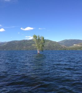 He boated to the lone tree on Lake Vallecito, which he figured was the spirit of an ancestral princess who drowned while training for a triathlon.