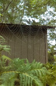 A glorious birthday spider web in the backyard of The Idiot's base camp on the Pacific Ocean near Trinidad, California. (Photo: Liz Chapin)