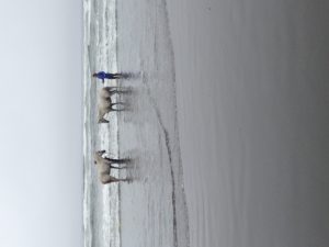 Horses being lapped by Pacific Ocean waves on Clam Beach in Humboldt County, CA.