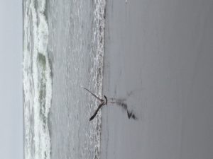 A seagull disturbed by The Idiot takes off on the Pacific Oceanside.