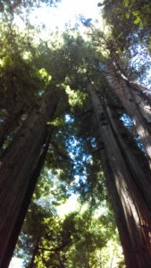 Towering trees provide shade throughout, except for creek crossings, the 16.4-mile walk.