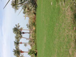 A MedTrekkable field in the Nile Delta in Gamasa, Egypt.