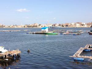 Bad, good or ugly: Proliferating fish farms on the Nile River near Rashid, Egypt.