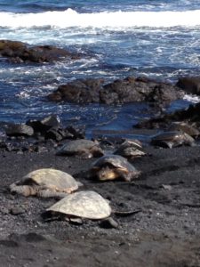 According to Hawaii law, sea turtles always have the right of way in the ocean and on the beach.